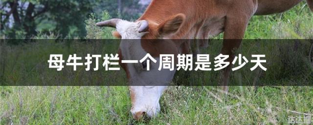 母牛打栏一个周期是多少天 母牛打栏一个周期是多少天