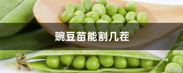 豌豆苗能割几茬豌豆苗可以长几茬 达达搜