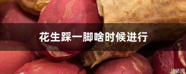花生踩一脚啥时候进行