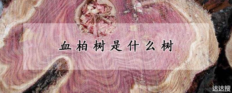 血柏树是什么树