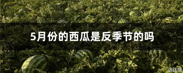 5月份的西瓜是反季节的吗
