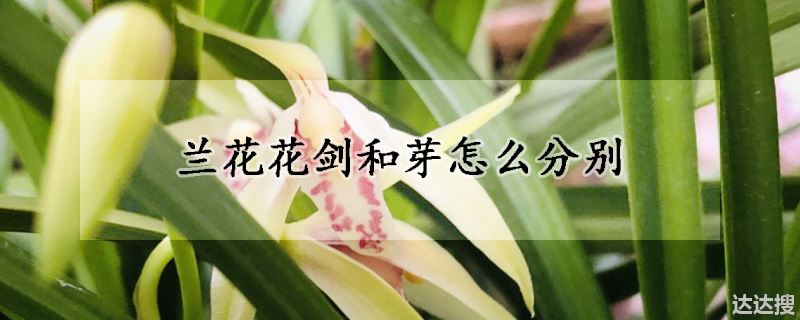 兰花花剑和芽怎么分别