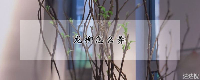 龙柳怎么养
