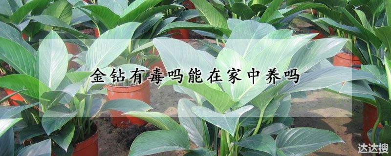 金钻有毒吗能在家中养吗