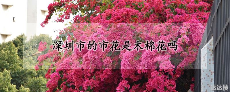 深圳市的市花是木棉花吗