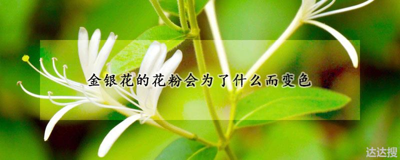 金银花的花粉会为了什么而变色