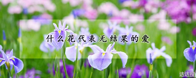 什么花代表无结果的爱