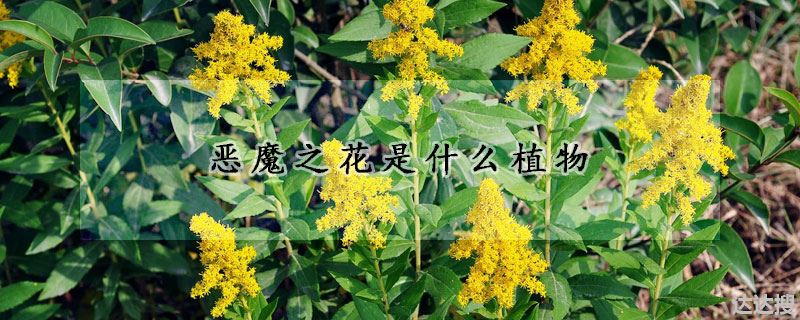 恶魔之花是哪种植物（恶魔之花是什么植物）