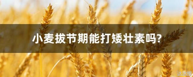 小麦拔节期能打矮壮素吗?