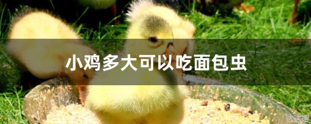 小鸡多大可以吃面包虫