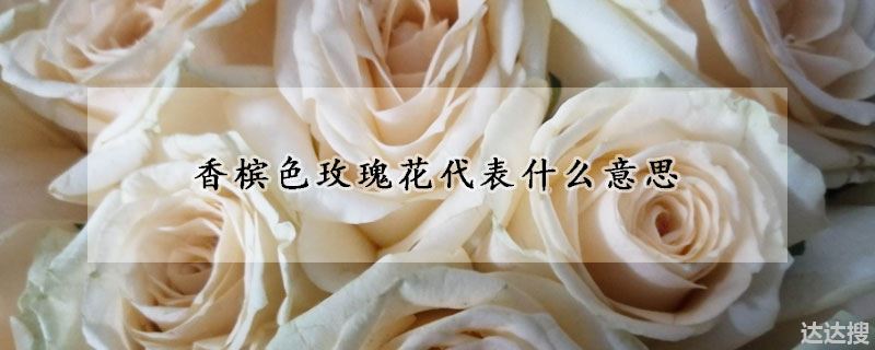 香槟色玫瑰花代表什么意思