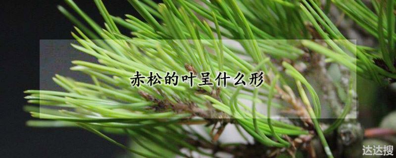 赤松的叶呈什么形