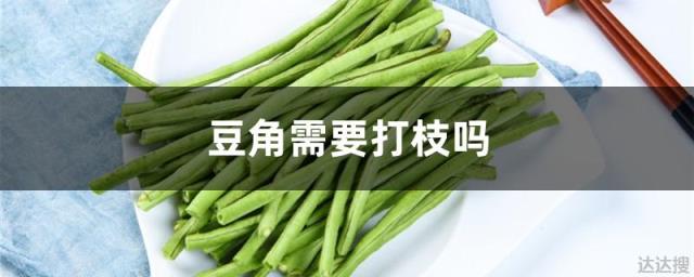 豆角需要打枝吗