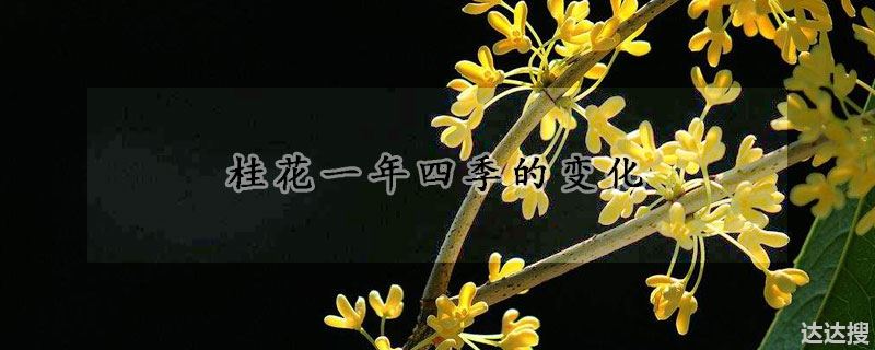 桂花一年四季的变化
