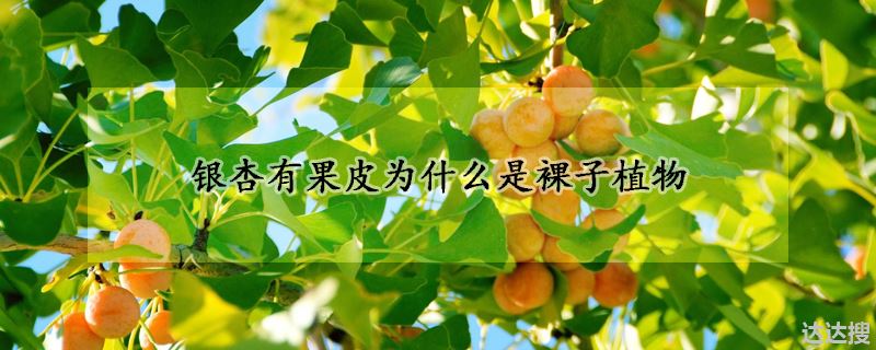 银杏属于裸子植物的原因（银杏有果皮为什么是裸子植物）