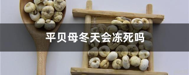 平贝母冬天会冻死吗 平贝母冬天会冻死吗