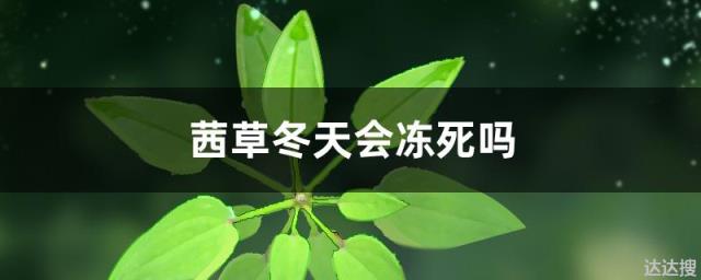 茜草冬天会冻死吗 茜草保护