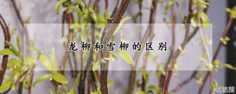 龙柳和雪柳有什么差异（龙柳和雪柳的区别） - 达达搜