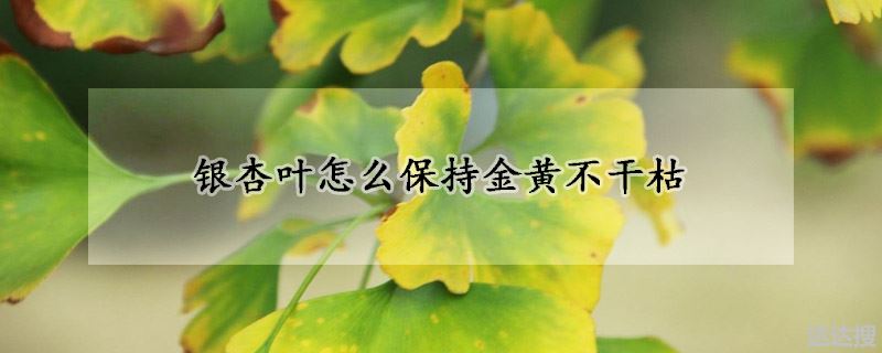 银杏叶怎么保持金黄不干枯