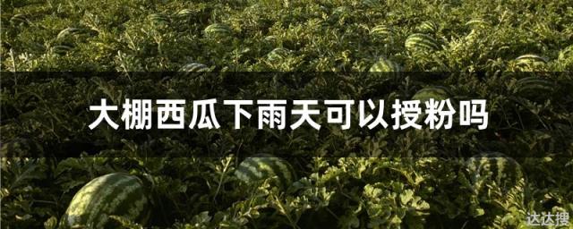 大棚西瓜下雨天可以授粉吗