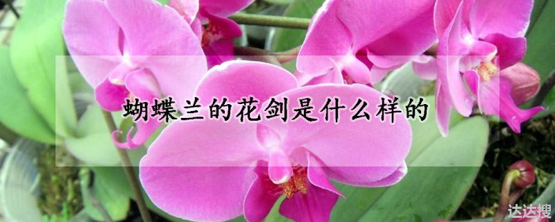 蝴蝶兰的花剑外形（蝴蝶兰的花剑是什么样的）