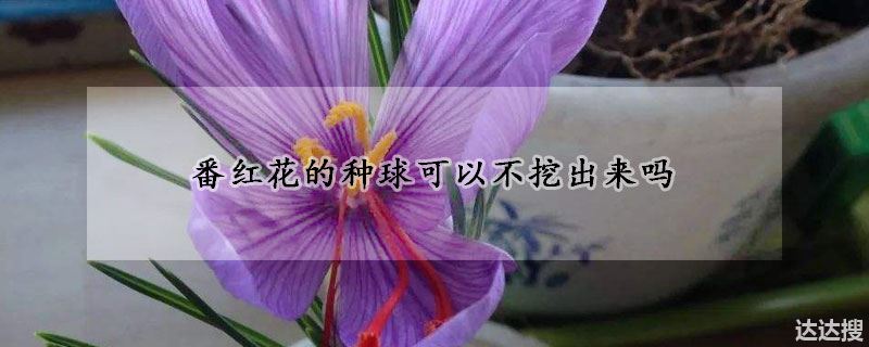 番红花种球能不能不挖（番红花的种球可以不挖出来吗）