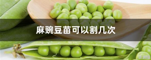 麻豌豆苗可以割几次 豌豆苗可以二次生长吗