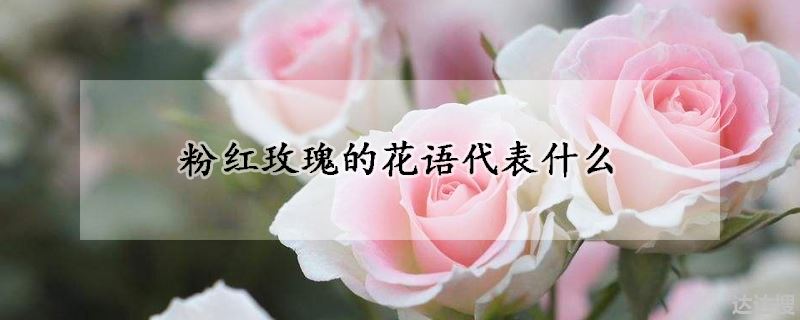 粉红玫瑰的花语代表什么