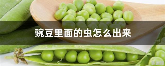 豌豆里面的虫怎么出来