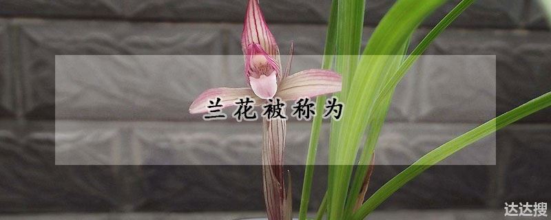 兰花的雅称（兰花被称为）