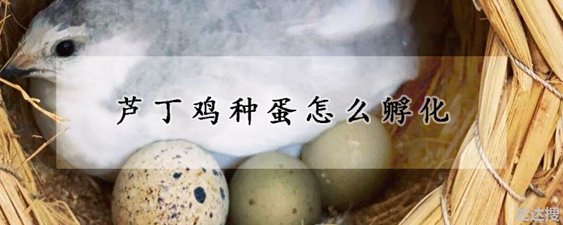 芦丁鸡种蛋怎么孵化