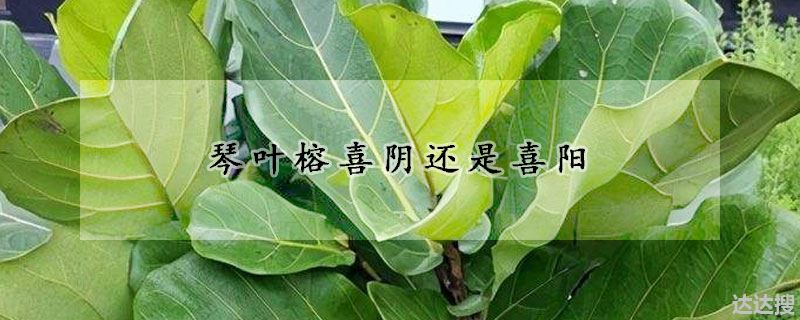 琴叶榕喜阴还是喜阳