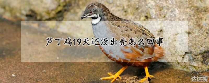 芦丁鸡19天还没出壳怎么回事