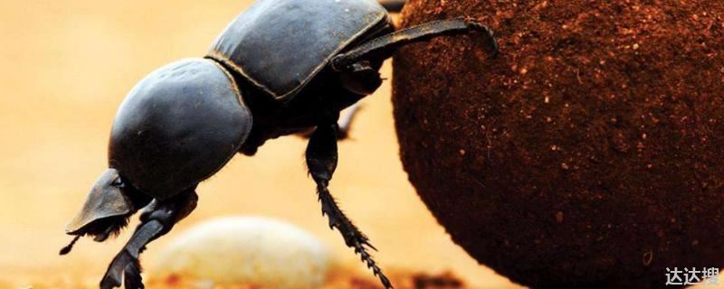 蜣螂的母性表现 蜣螂的婚配