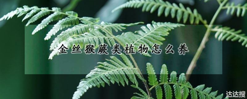 金丝猴蕨类植物怎么养