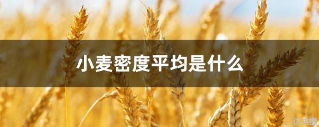 小麦密度平均是什么