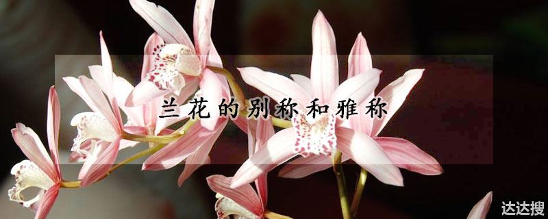 兰花的别称和雅称