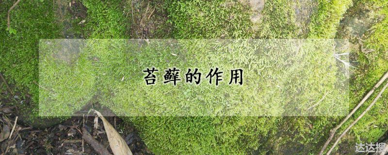苔藓的作用