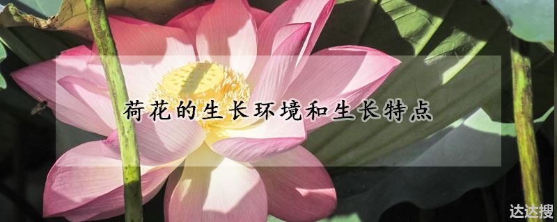 荷花的生长环境和生长特点
