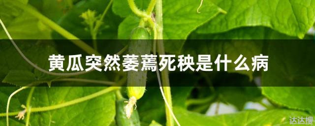 黄瓜突然萎蔫死秧是什么病 黄瓜突然萎蔫死秧是什么病