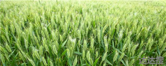 丰德存麦21小麦品种