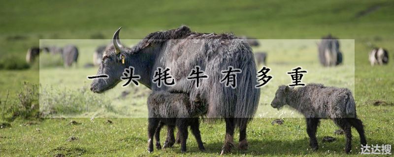 一头牦牛有多重