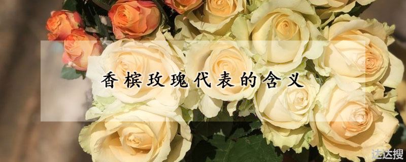 香槟玫瑰的花语（香槟玫瑰代表的含义）