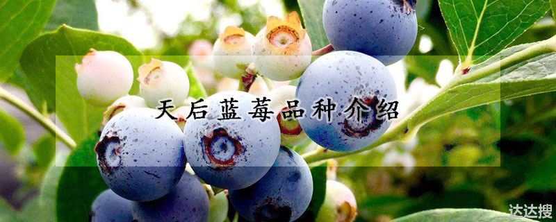 天后蓝莓品种介绍