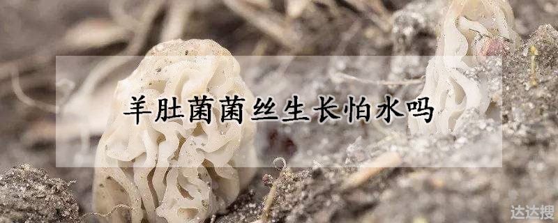 羊肚菌菌丝生长怕水吗