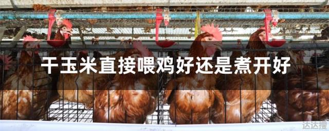 干玉米直接喂鸡好还是煮开好