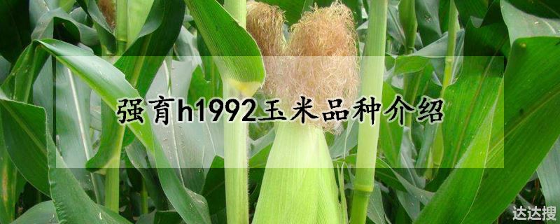强育h1992玉米的特点（强育h1992玉米品种介绍）