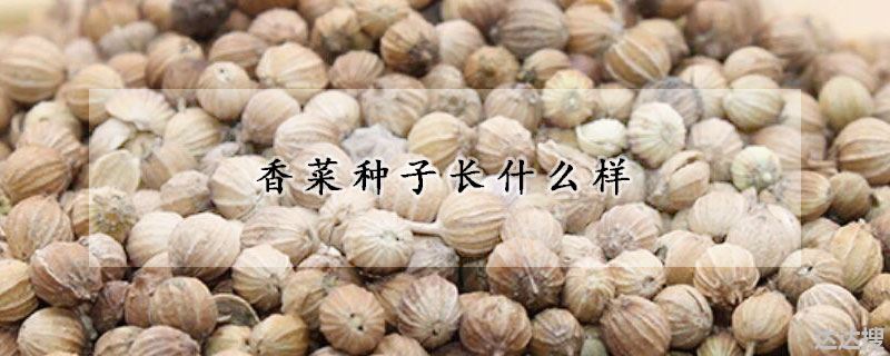 香菜种子长什么样