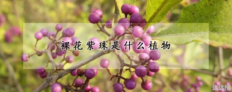 裸花紫珠是什么植物