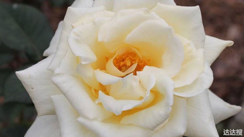 白玫瑰不能随便送人的原因（为什么白玫瑰不能随便送人）